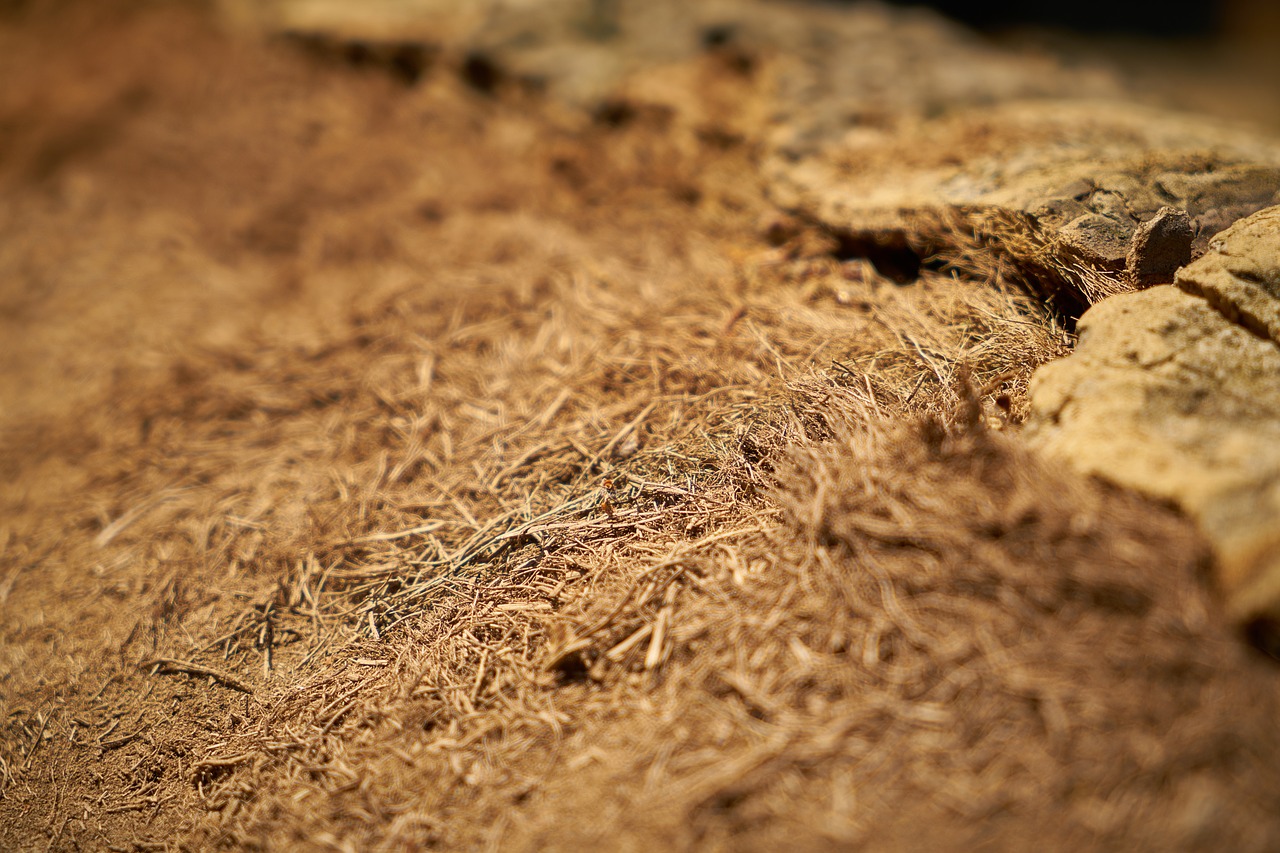 Image - yellow hay abstract texture