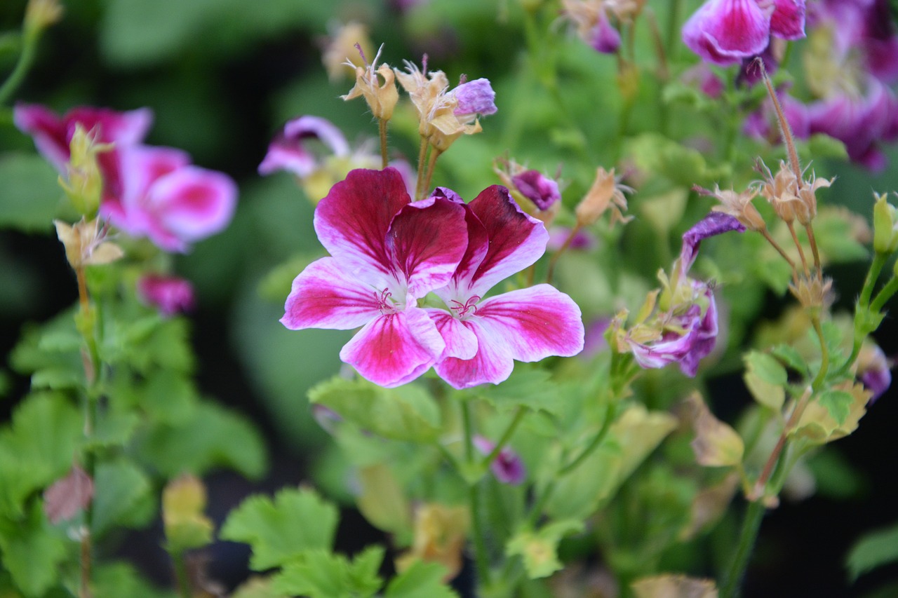 Image - flowers red white garden massif