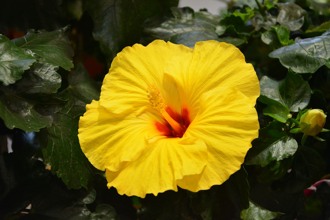 Image - yellow flower nature massif
