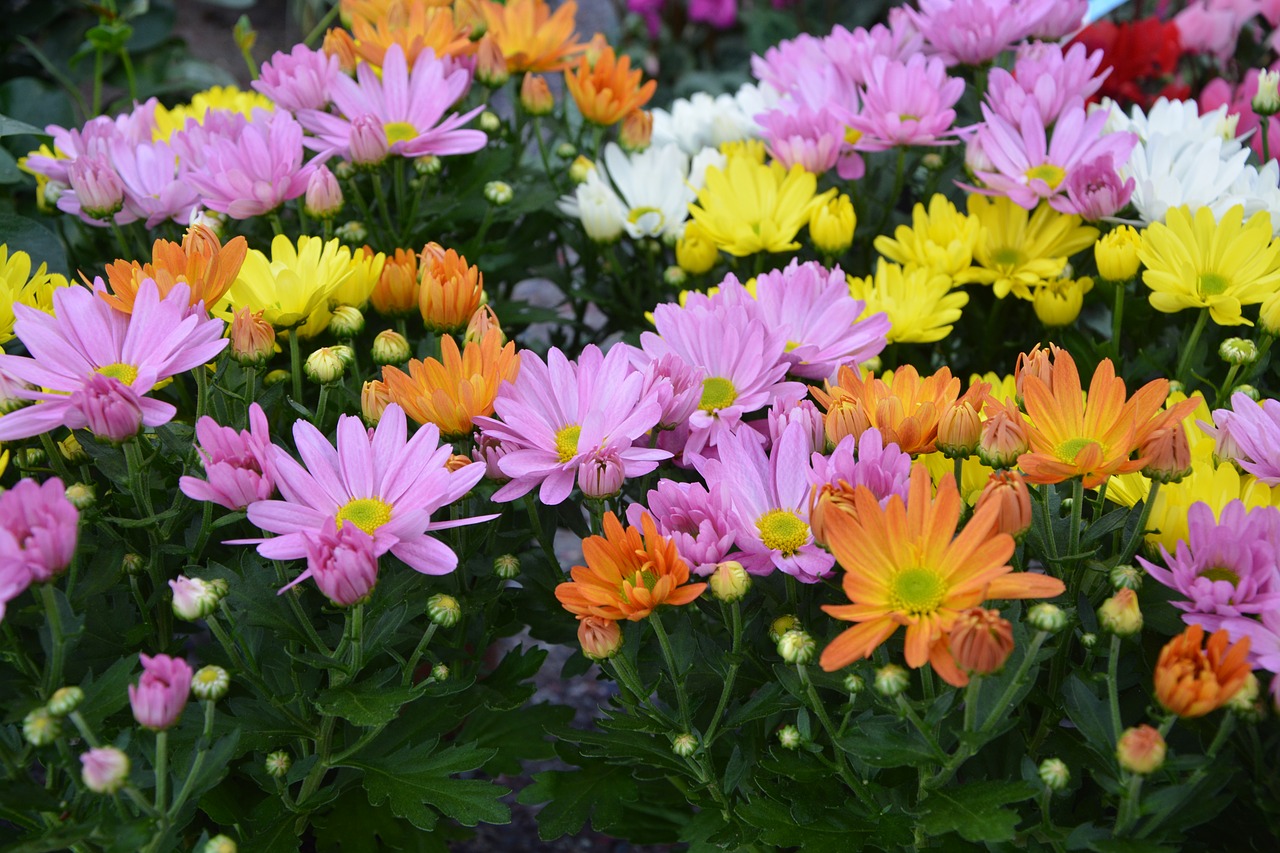 Image - flowers marguerite orange yellow