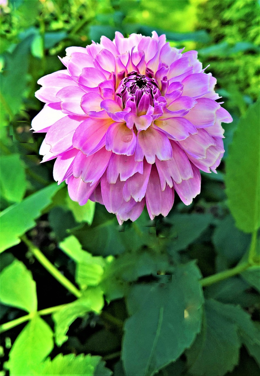 Image - plant dahlia flower garden