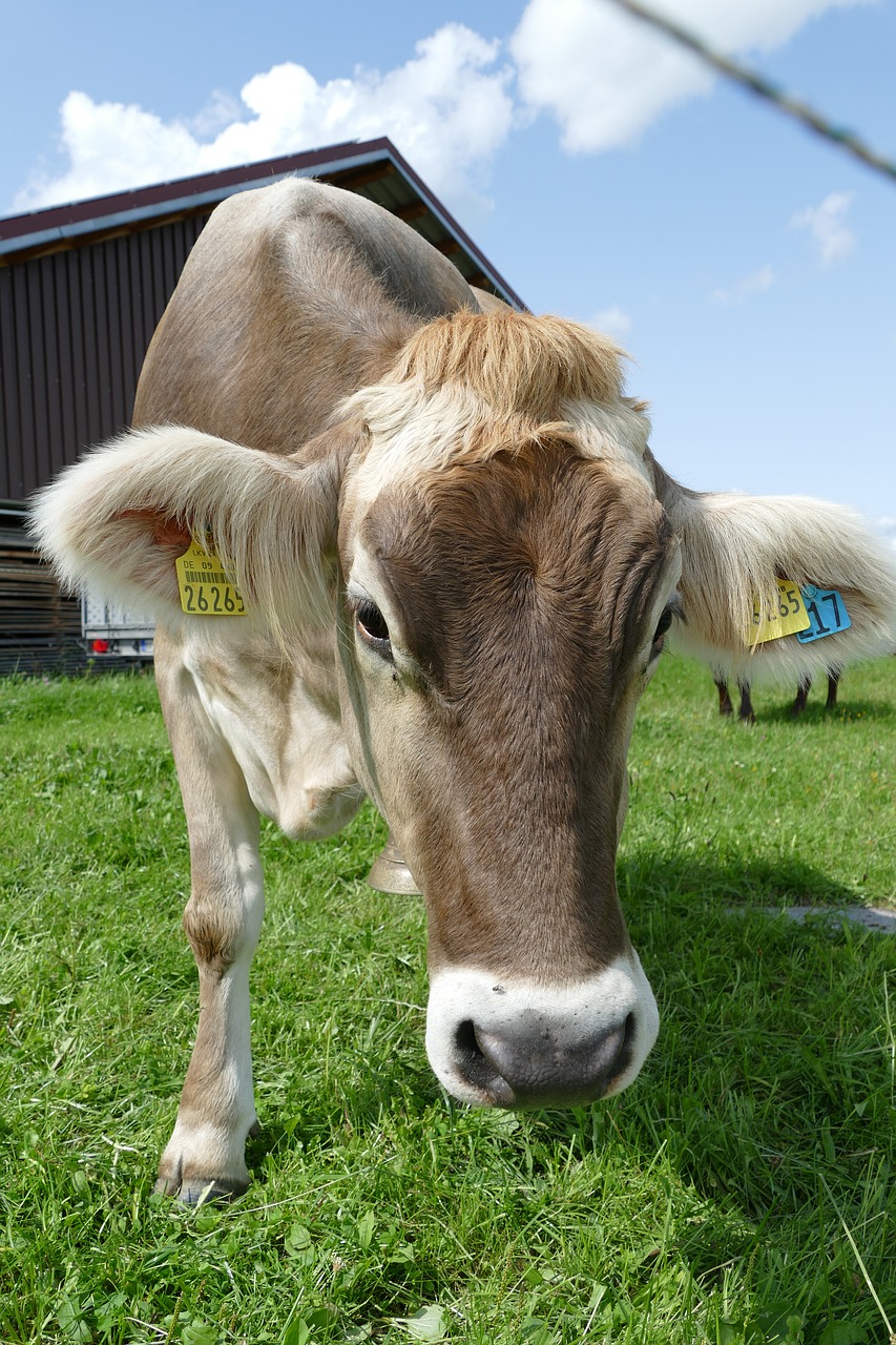 Image - cow cattle allgäu fur fluffy