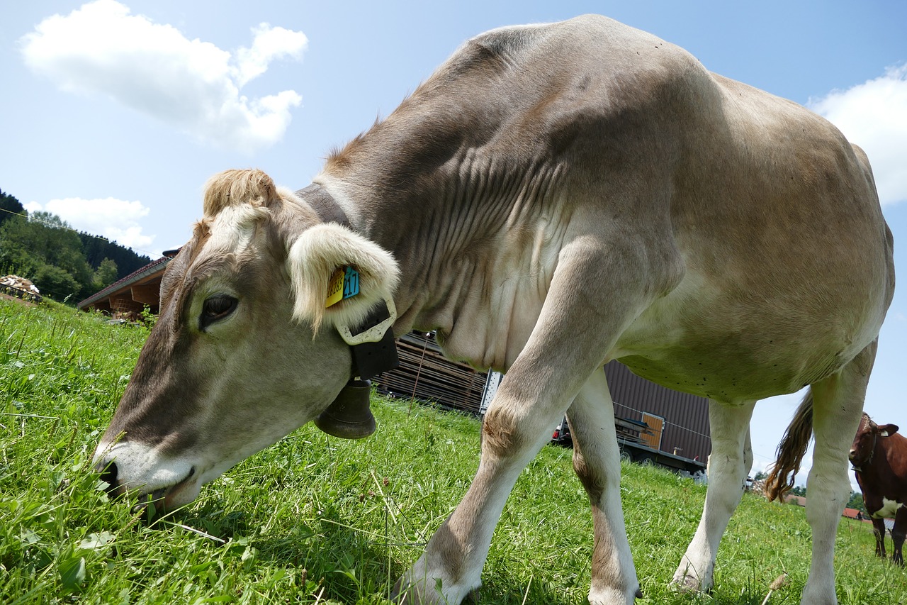 Image - cow cattle allgäu fur fluffy