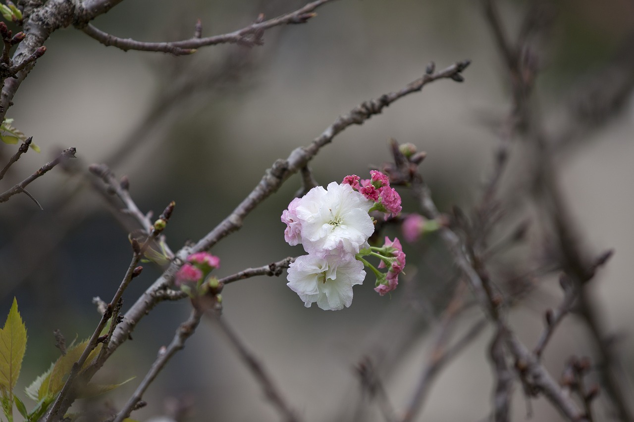 Image - plant cherry blossoms