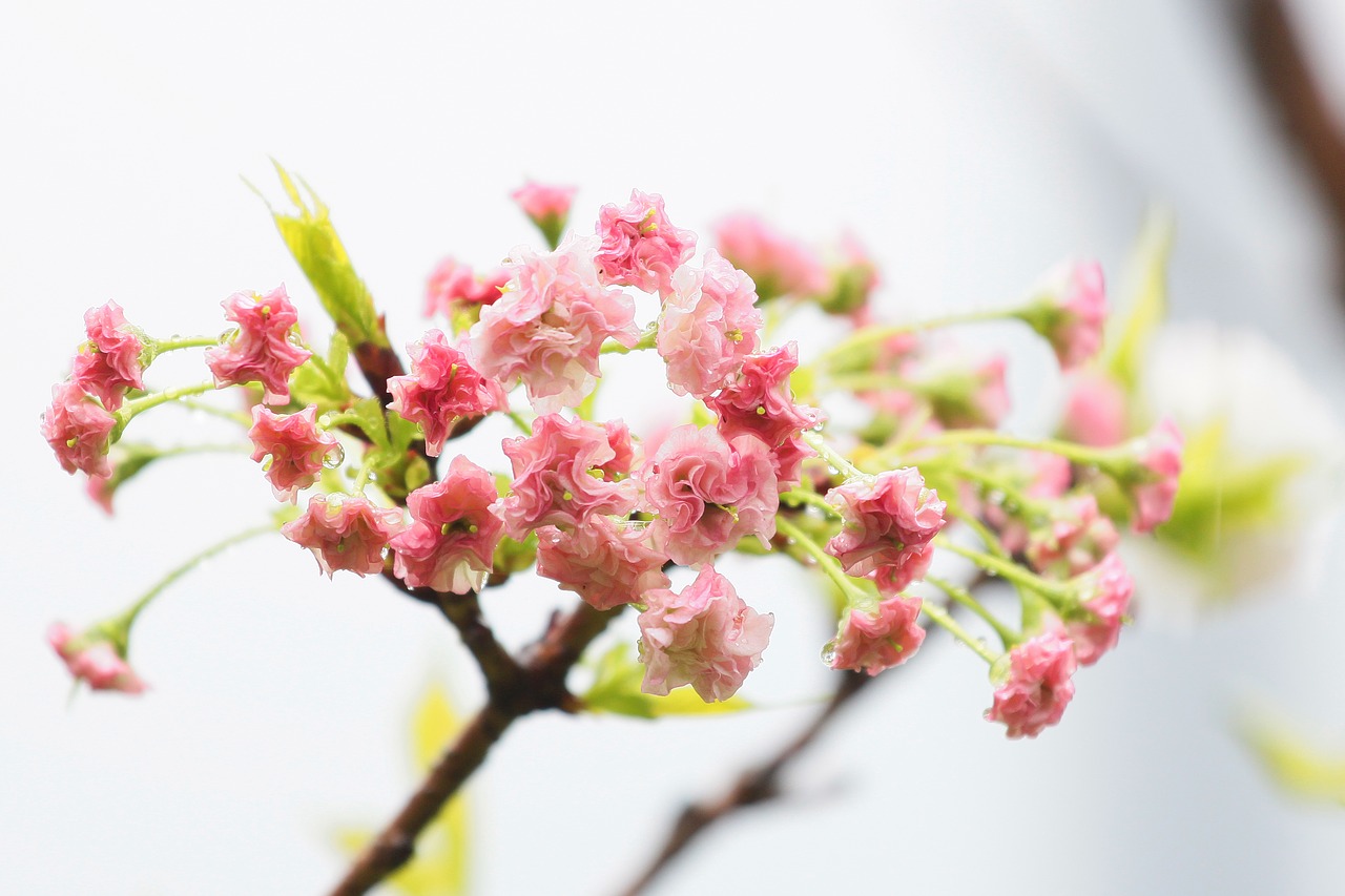 Image - plant cherry blossoms