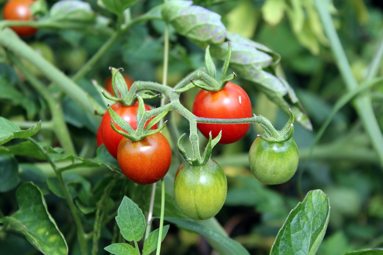 Image - tomatoes vegetables garden eating
