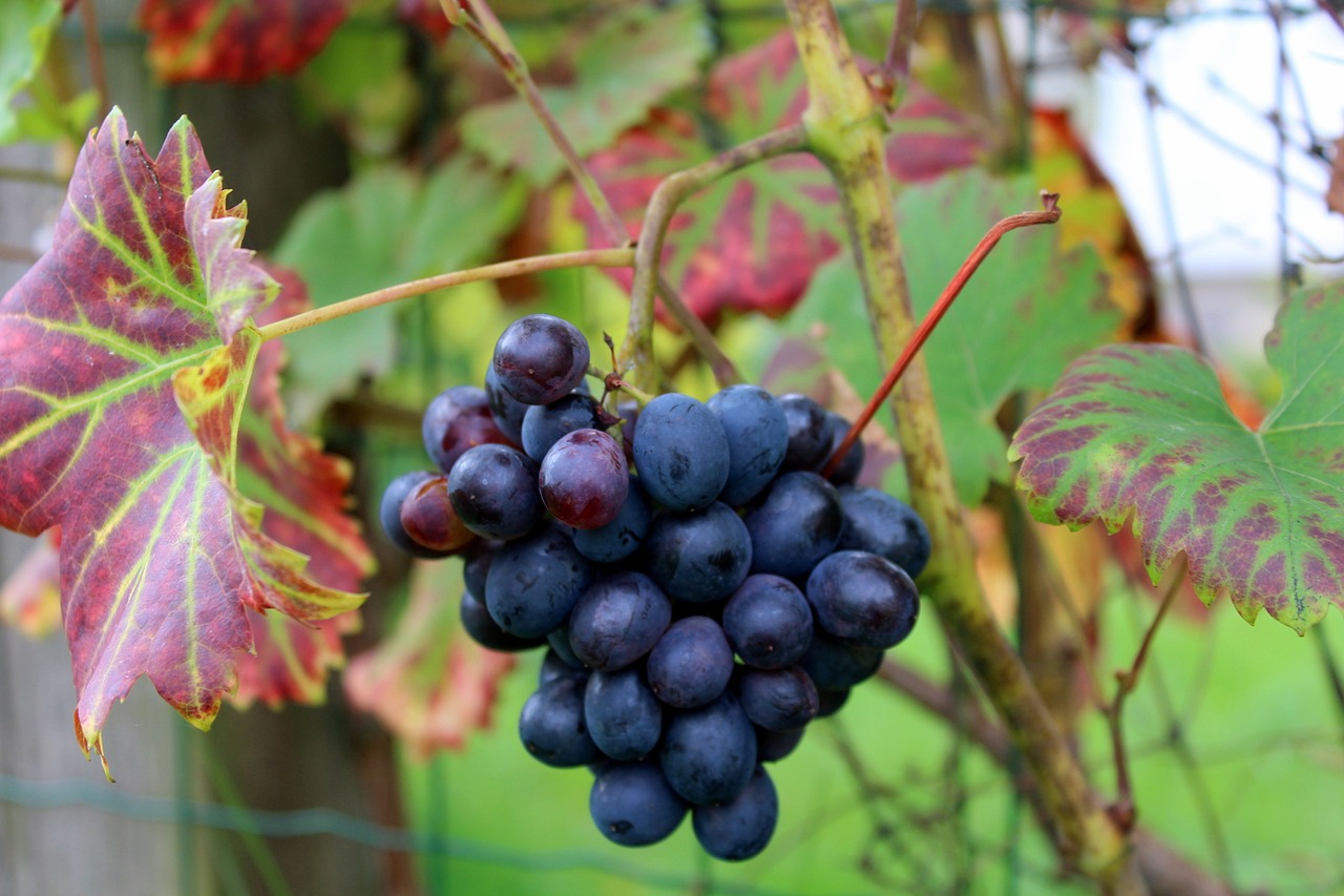 Image - grapes garden fruit fresh dark