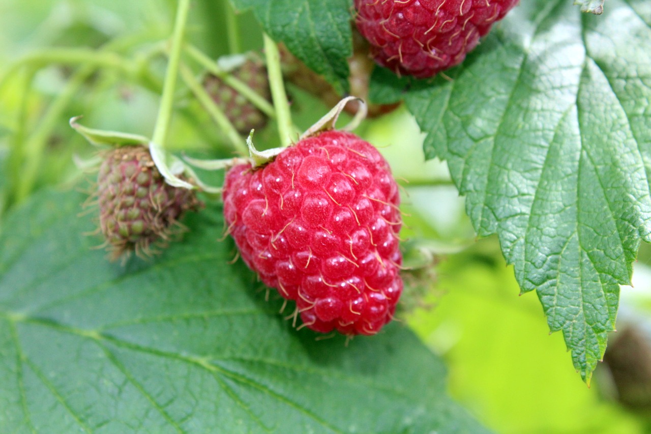 Image - raspberries fruit ripe raspberries