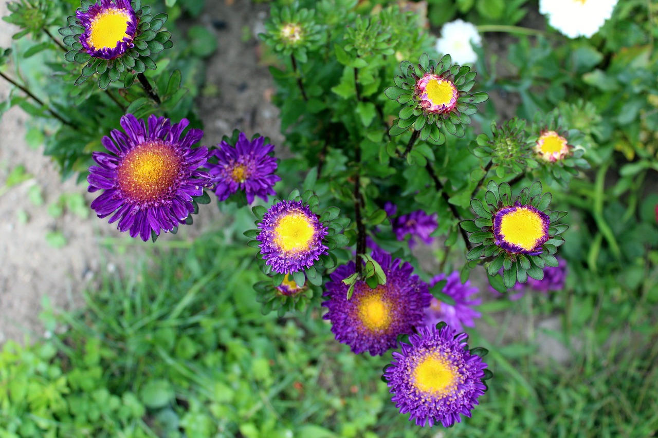 Image - astra flowers garden nature plant