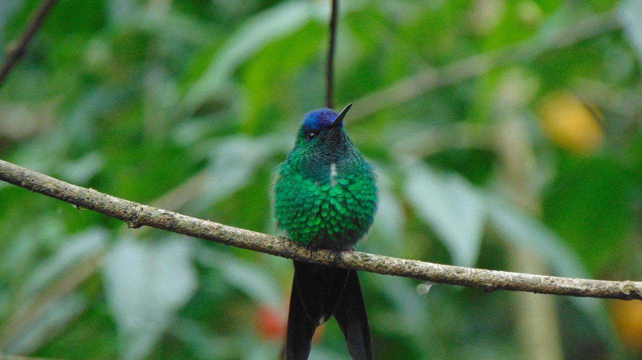 Image - birds nature zoo animals bird