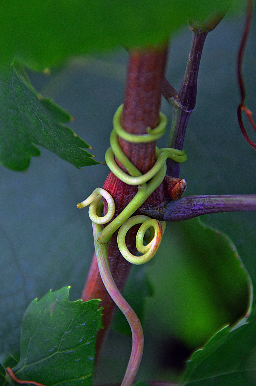 Image - grape green grapes autumn fruit