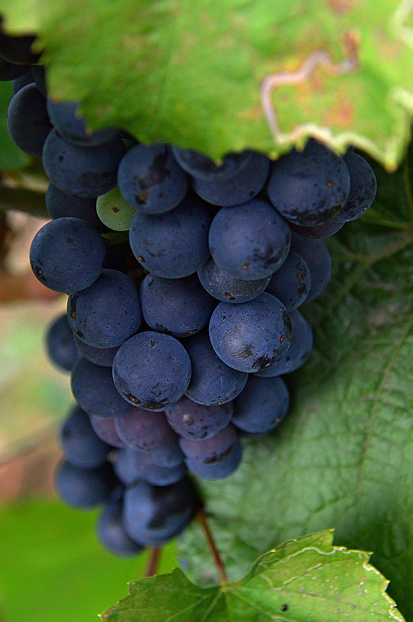Image - grape red grapes fruit nature blue