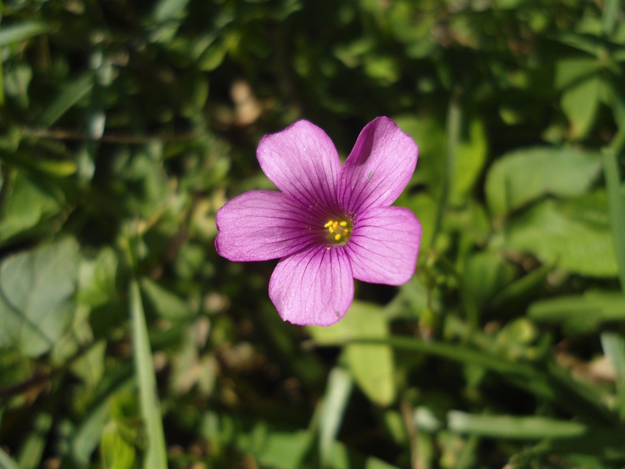 Image - flower rosa plant pink flower