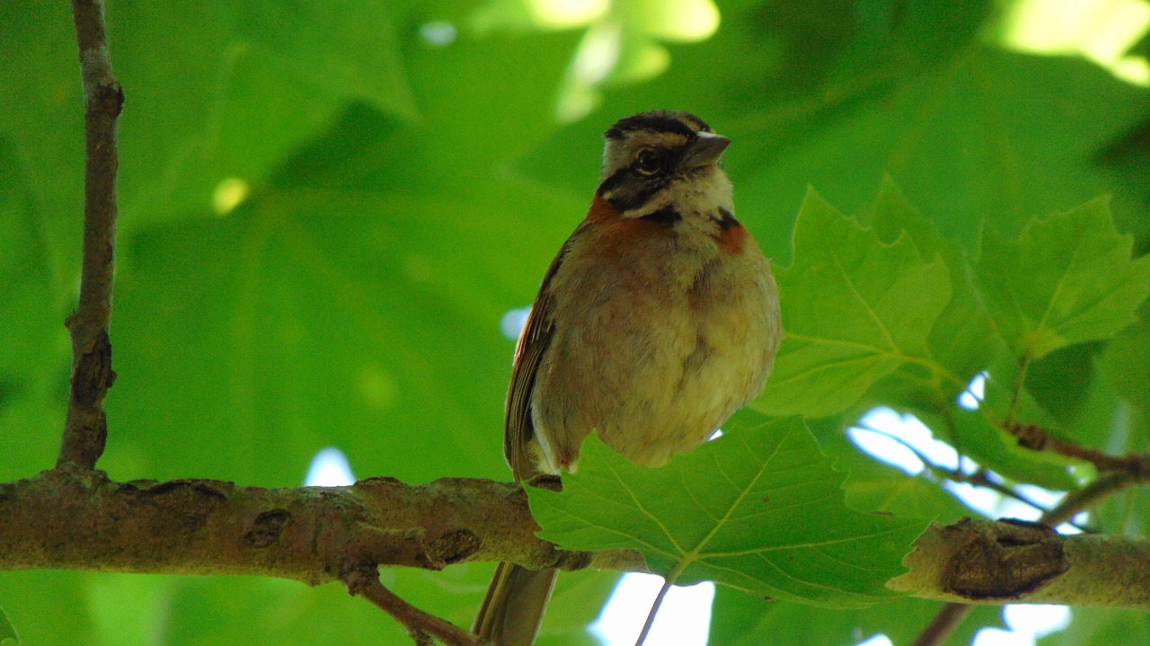 Image - bird nature tatu tropical birds