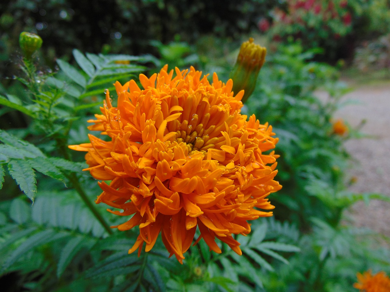 Image - flower orange yellow flower