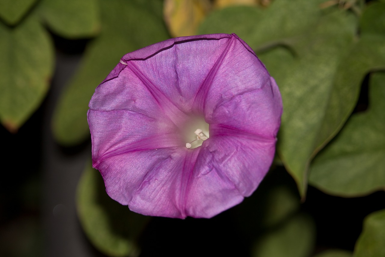 Image - flower purple nature zarza