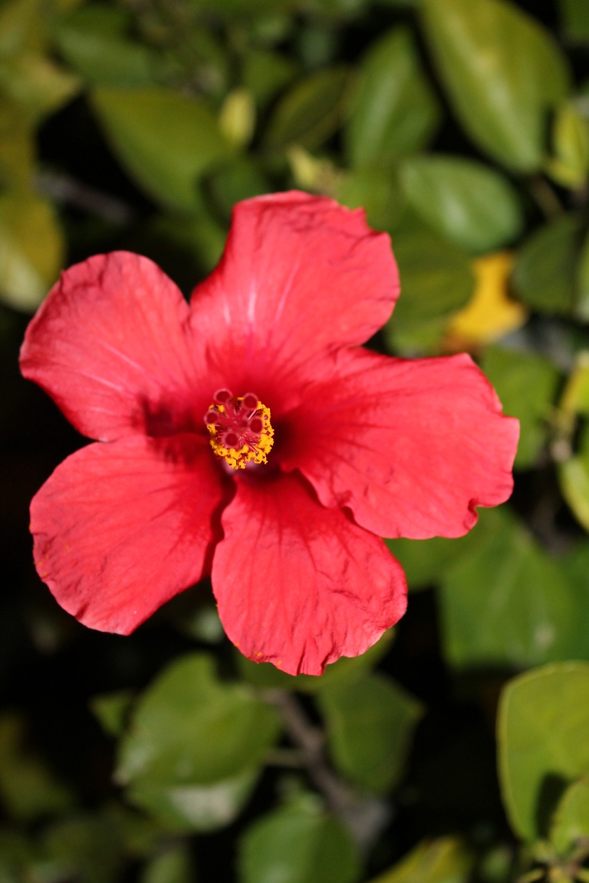 Image - flower nature garden flowers red