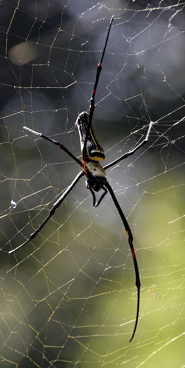 Image - spider web large india