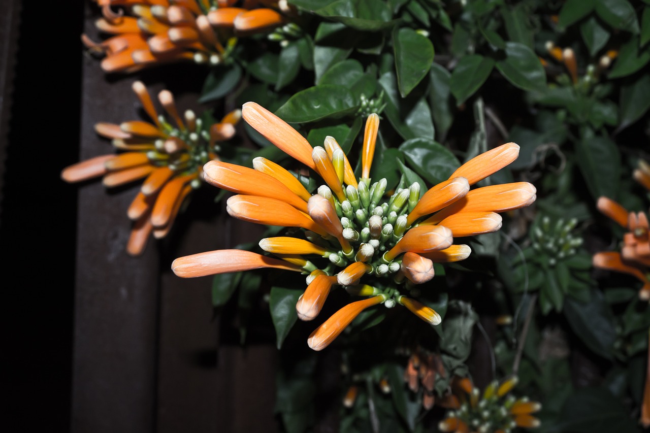 Image - daisy flower flowering plant