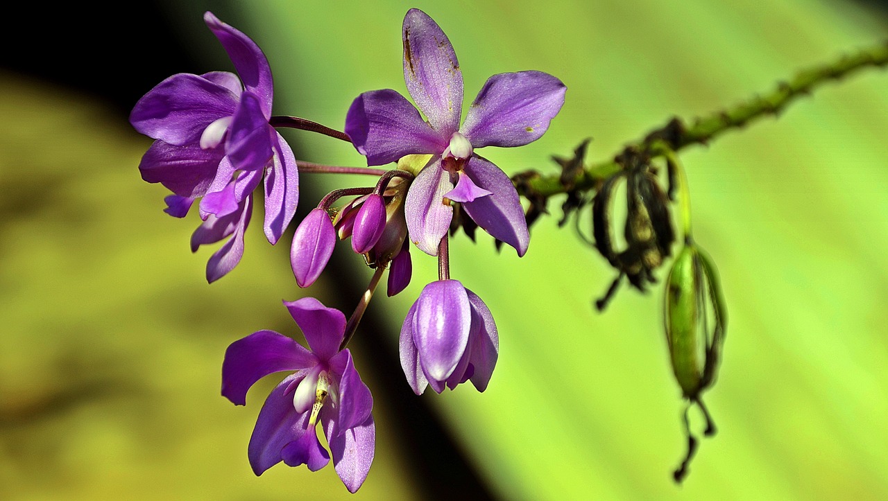 Image - flower purple blossom india