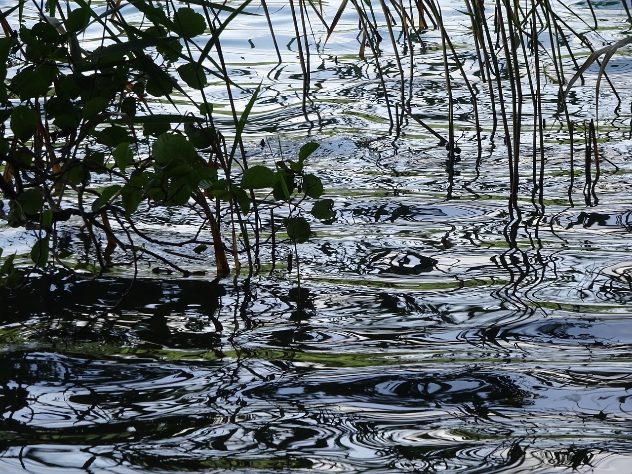 Image - lake bank wave reed branch summer