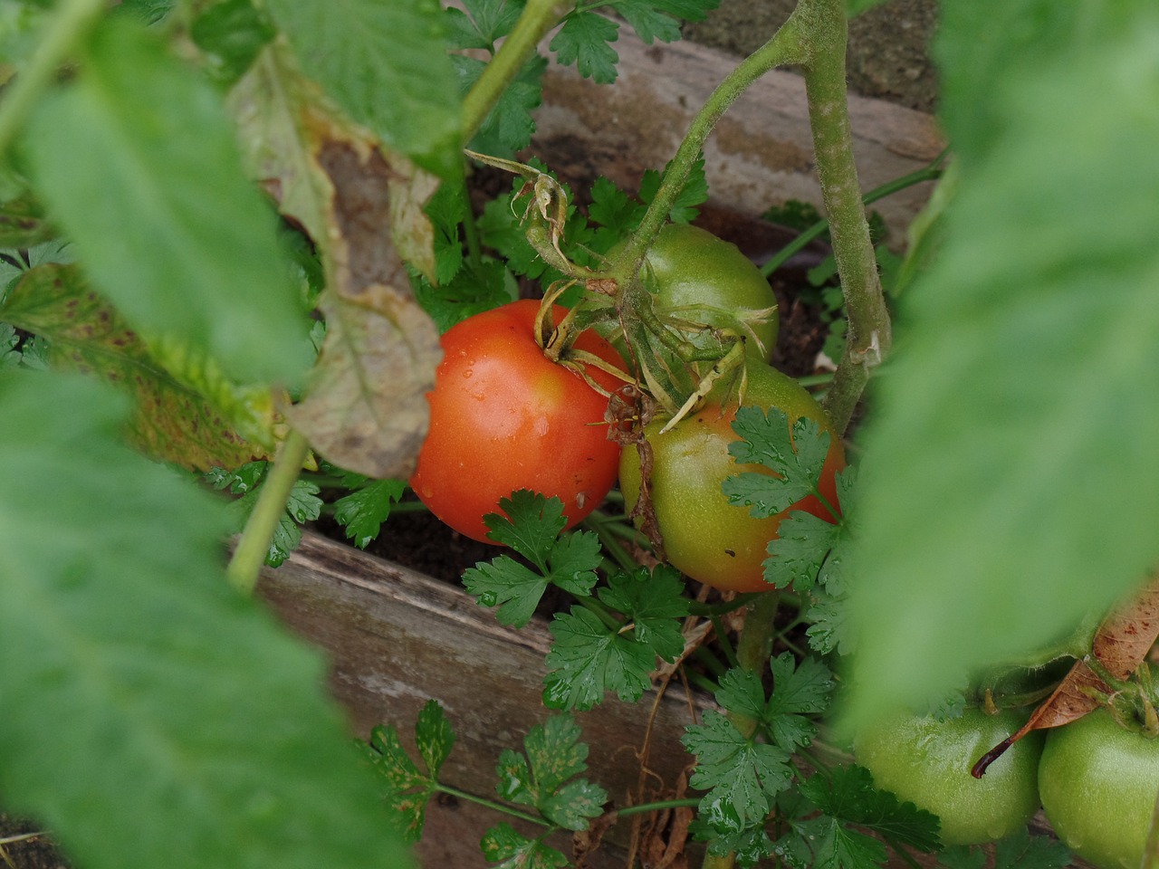 Image - tomatoes plantation organic harvest