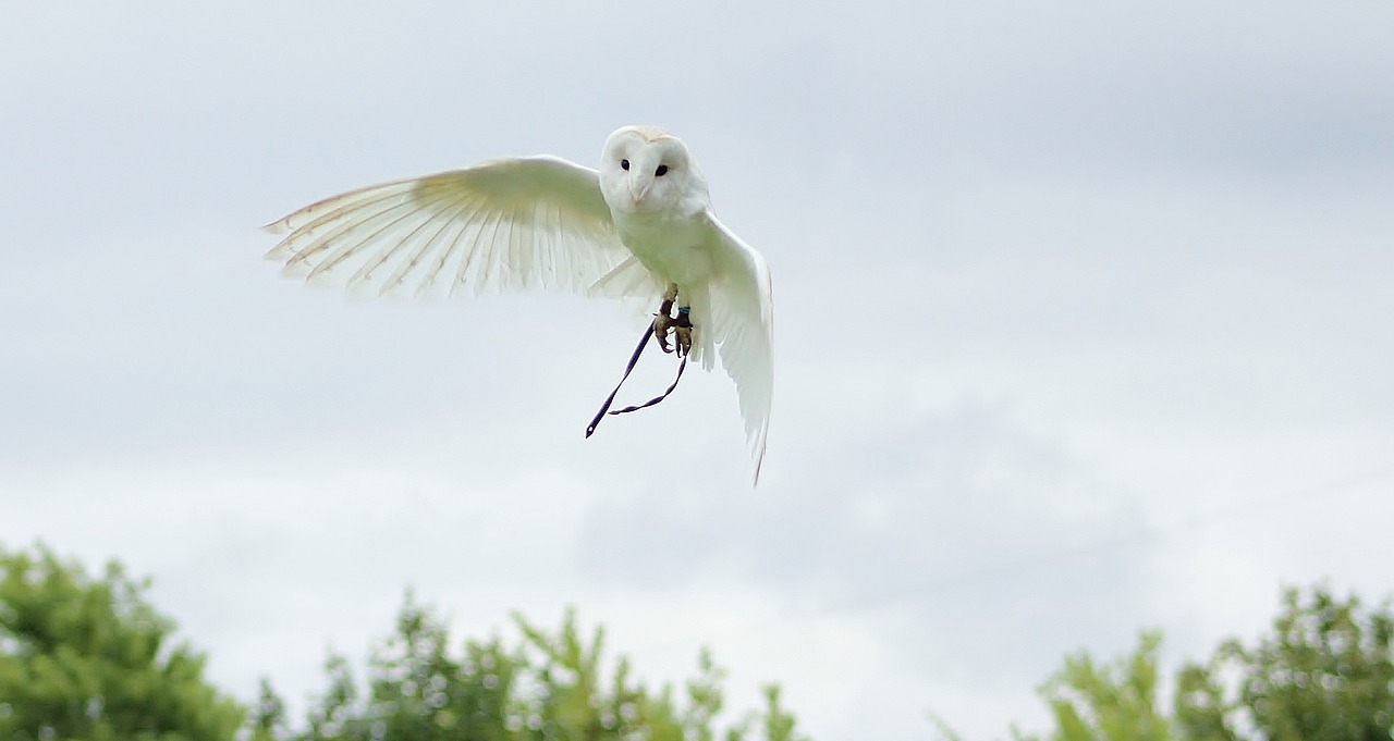 Image - owls bird animal wildlife feather