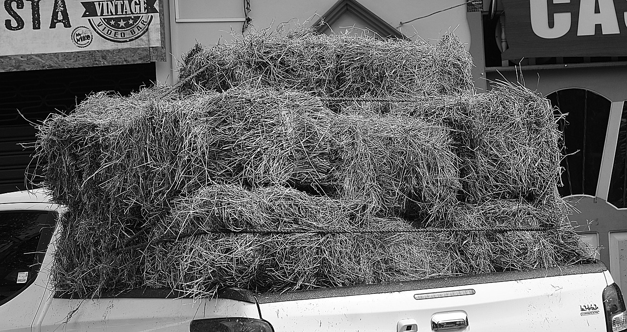 Image - black and white image grass forage