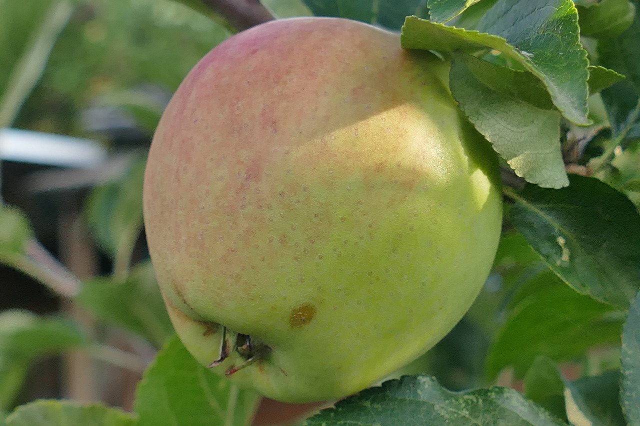 Image - apple macro close red cheeks leaf