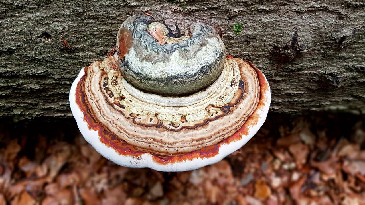 Image - mushroom tree fungus log bark