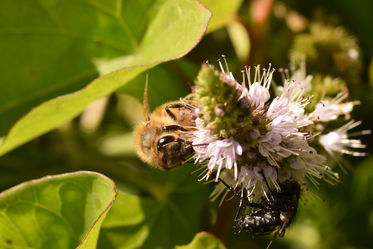 Image - bee fly flower nature plant