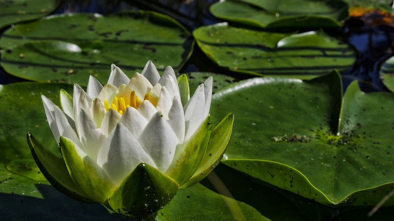 Image - water lily flower flower water