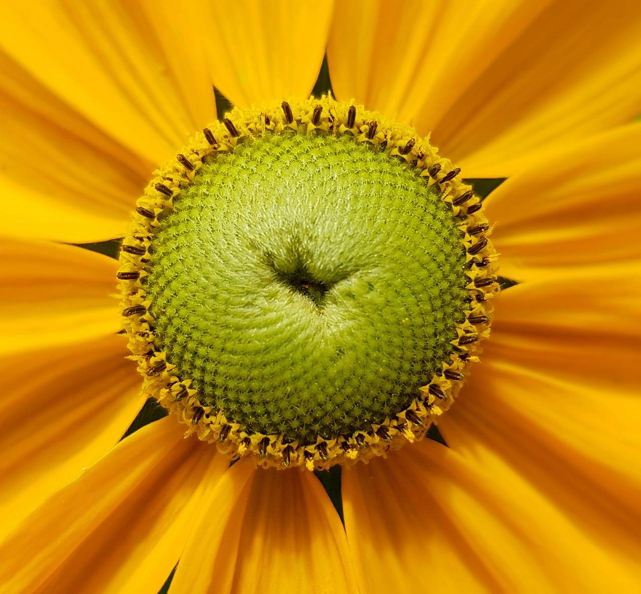 Image - blossom bloom flower sun hat flora