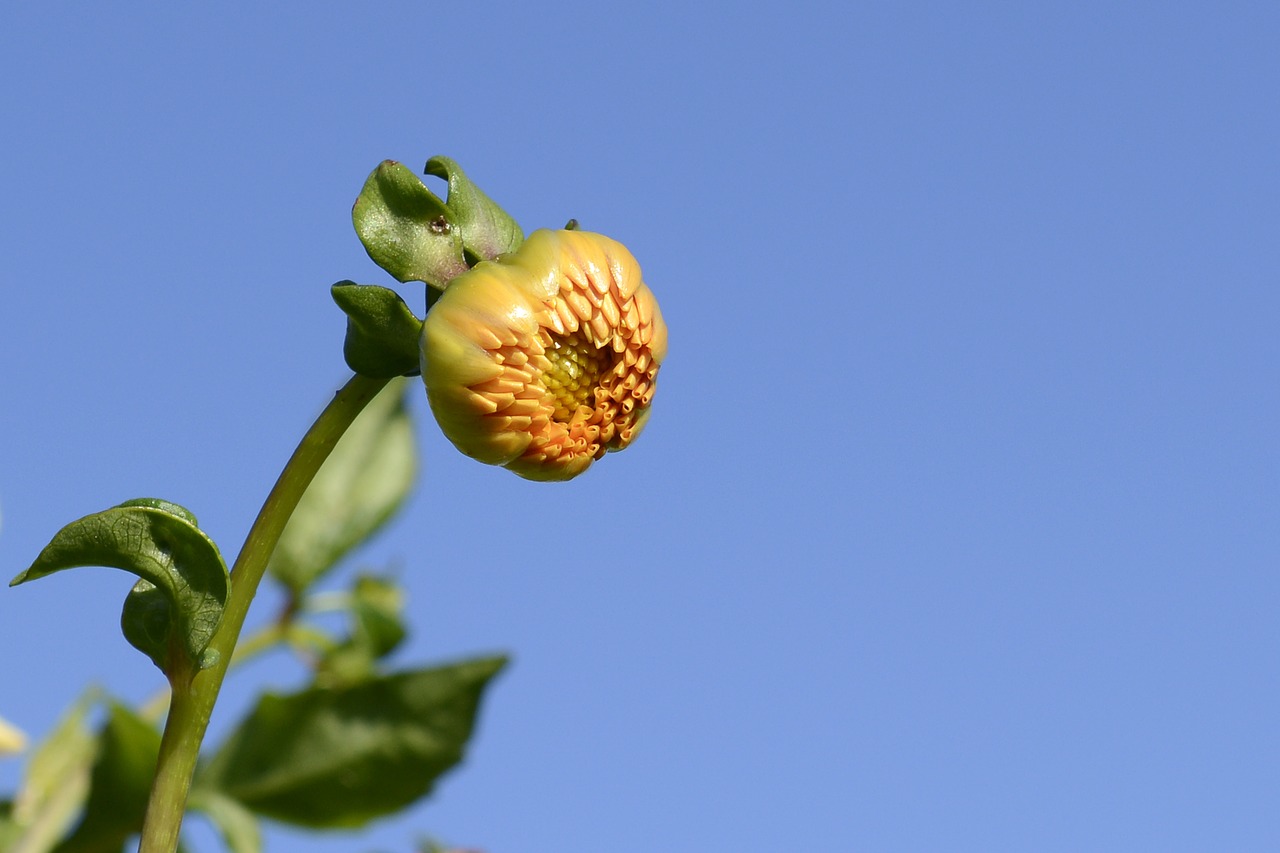 Image - dahlia flower bud dahlia garden