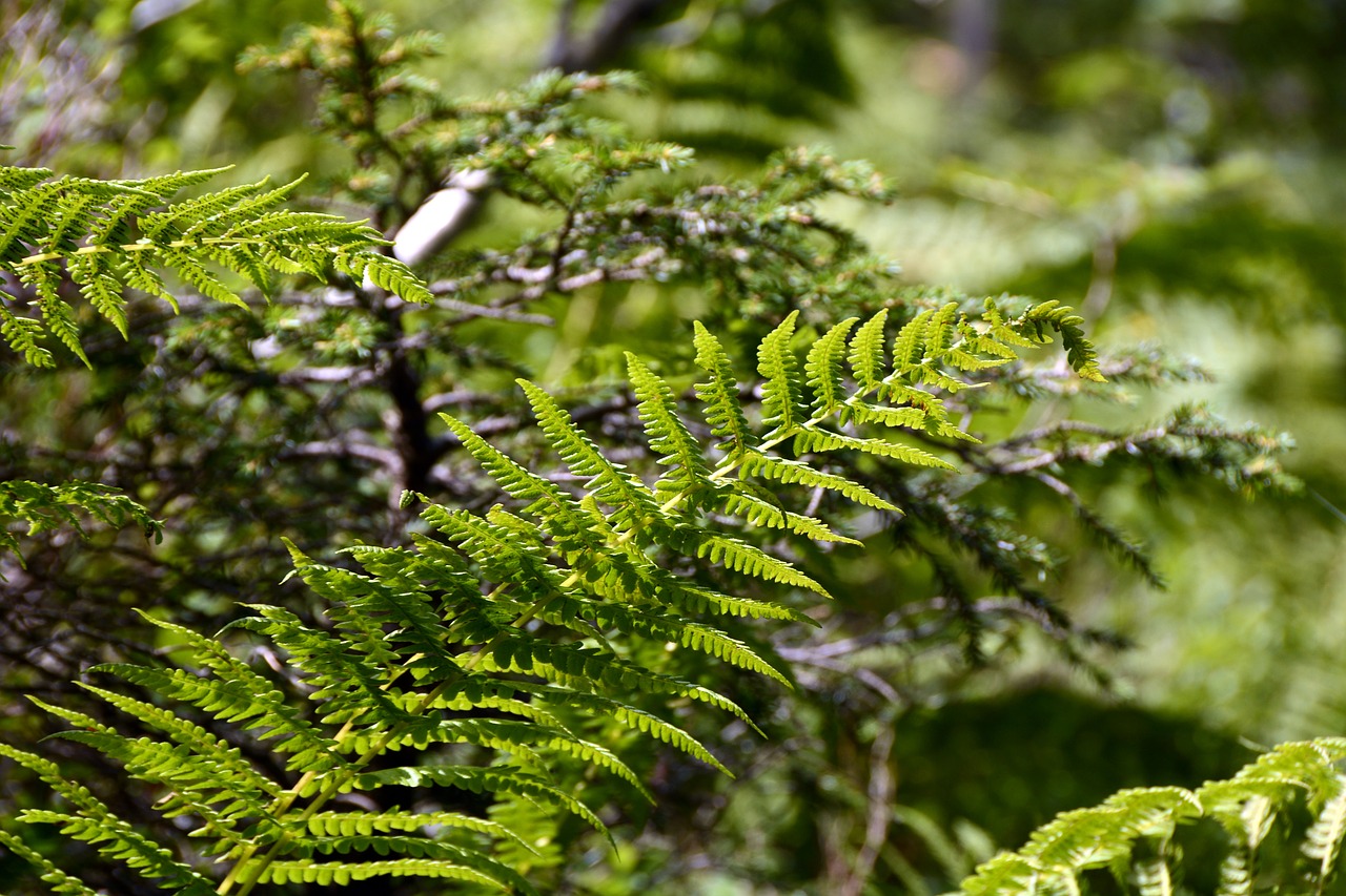 Image - fern plant nature green forest