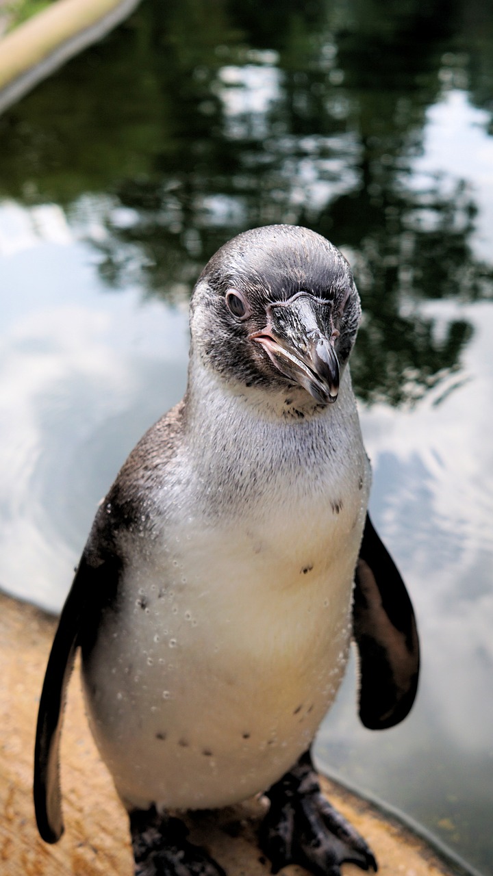 Image - penguin bird animal animal world