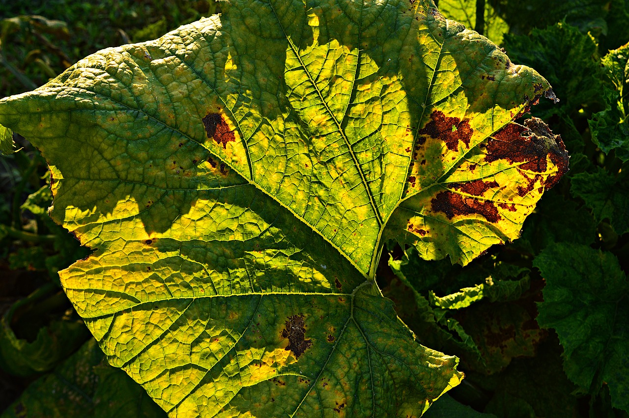 Image - holidays császárfa backlight autumn