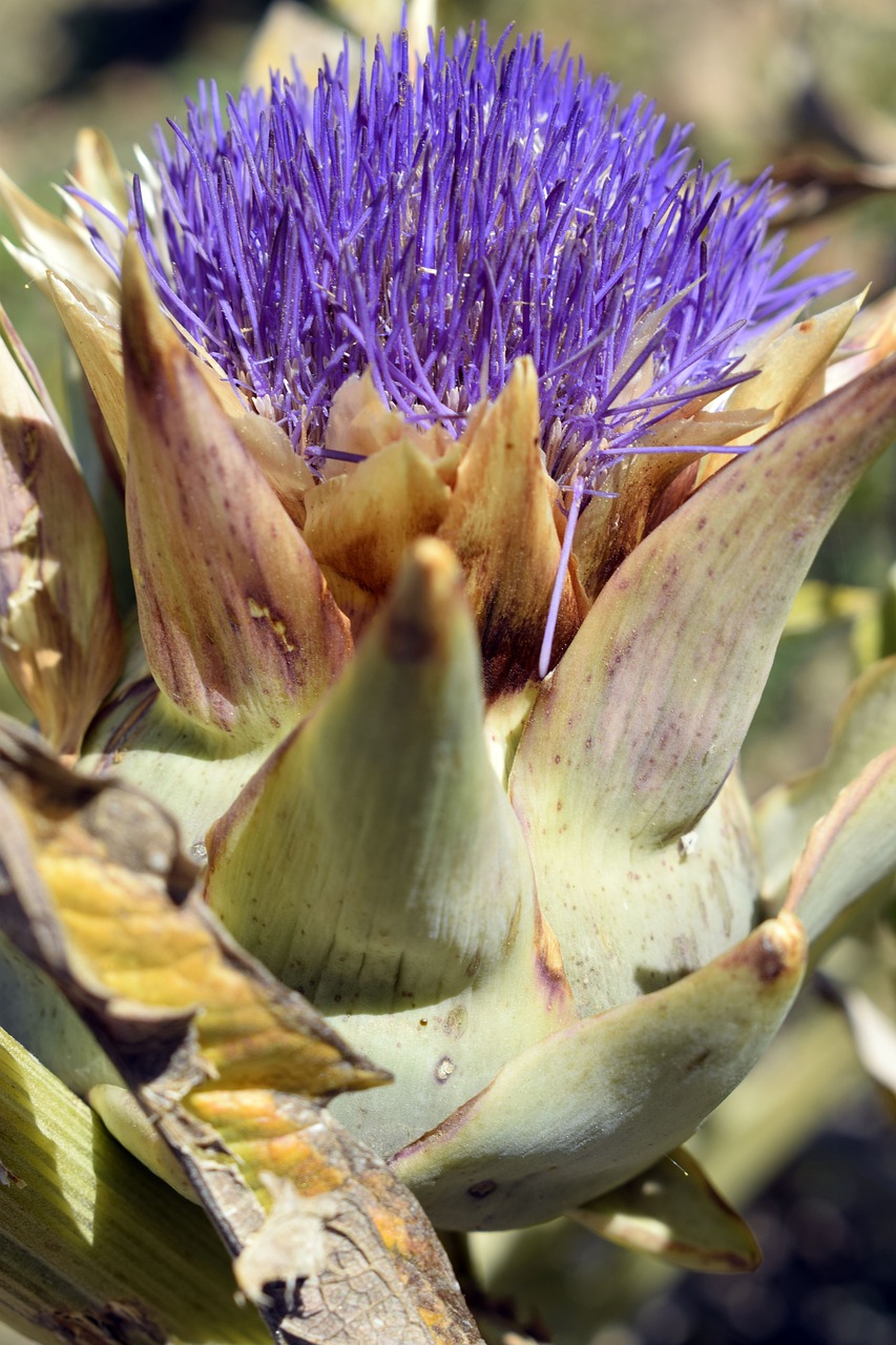 Image - artichoke artichoke flower flower