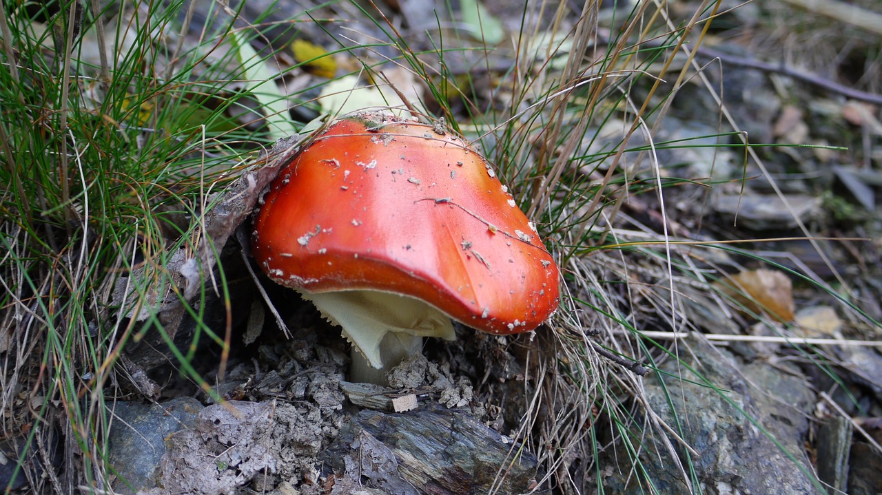 Image - red ants umbrella mushroom chic