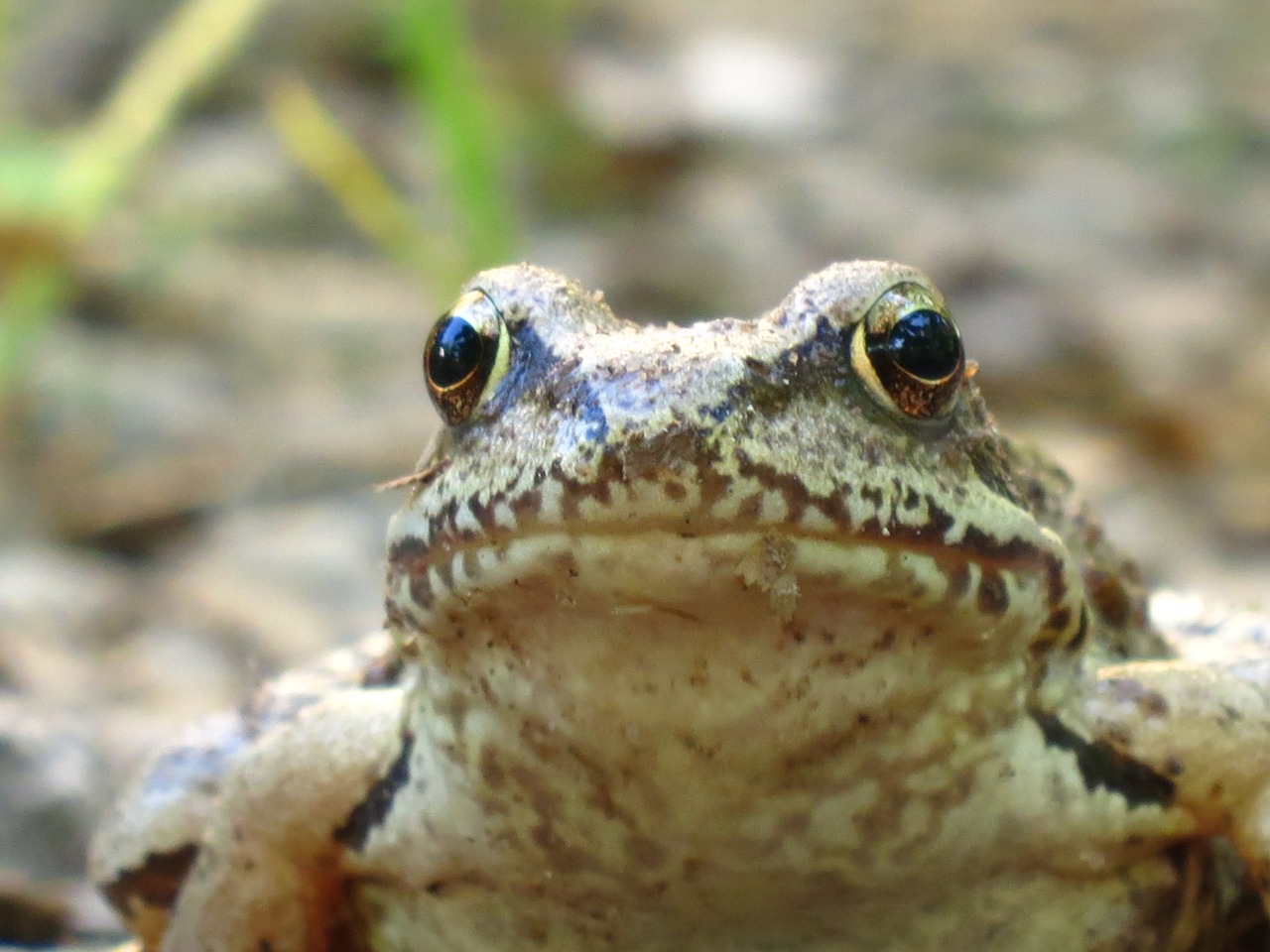 Image - frog amphibians closeup