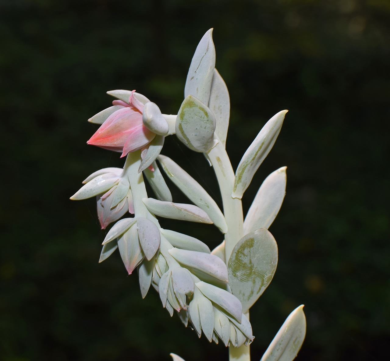 Image - echeveria flower spike succulent bud