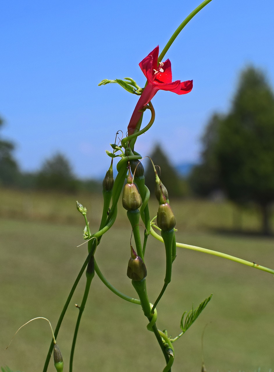 Image - red cyprus vine flower bud blossom