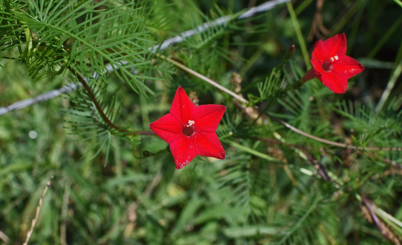 Image - red cyprus vine flower bud blossom