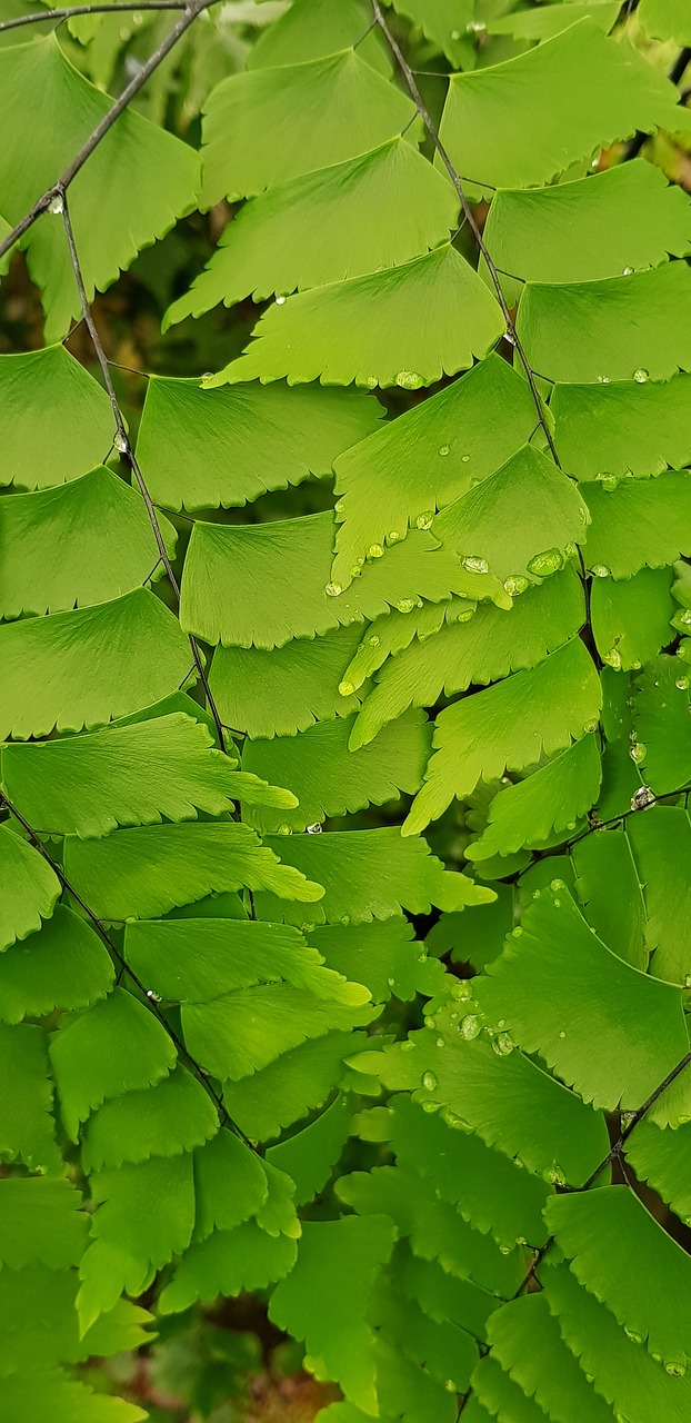 Image - foliage lístočky green fresh