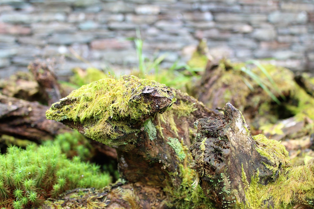 Image - stump bark wood moss lichen fern