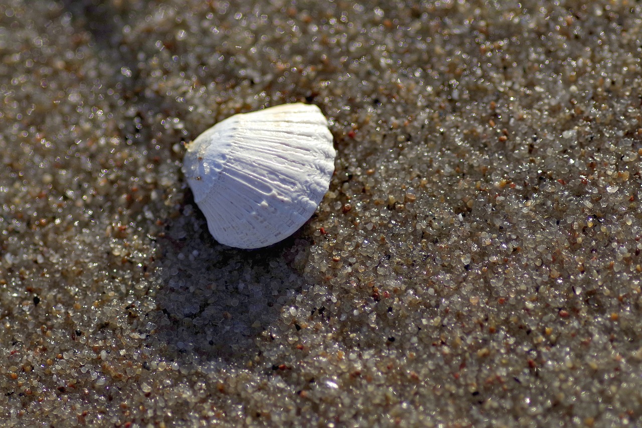 Image - scallop sea sand beach souvenir