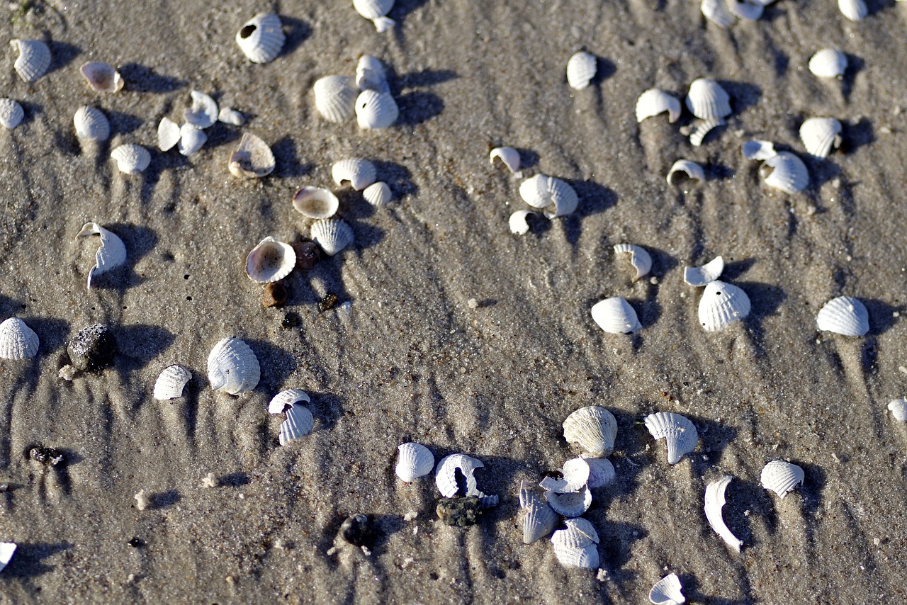 Image - shells a lot scallop sea sand