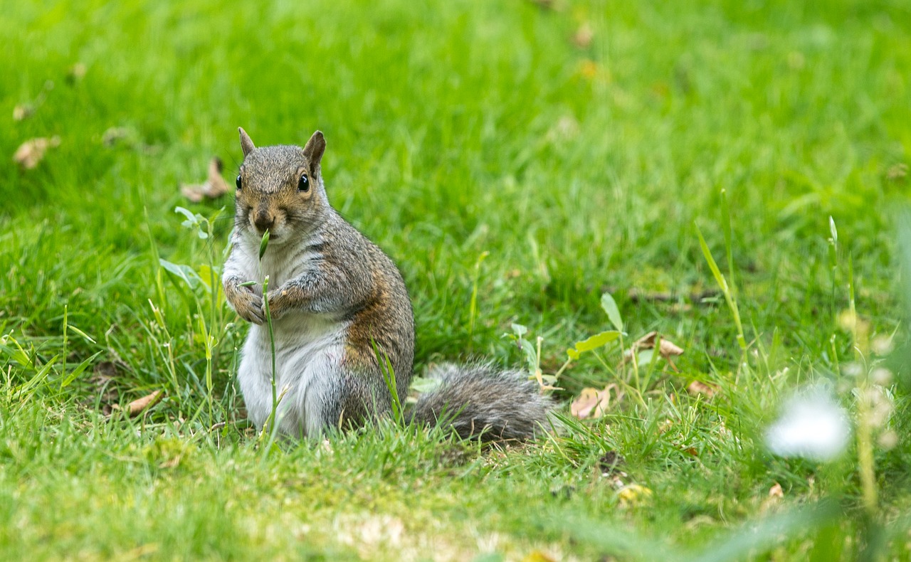 Image - squirrel pest rodent mammal