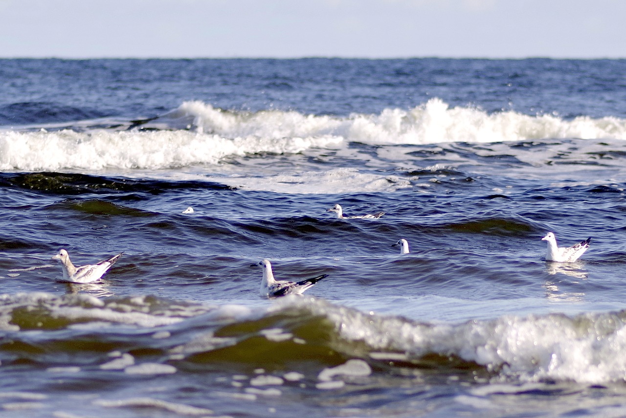 Image - sea the waves the seagulls swim