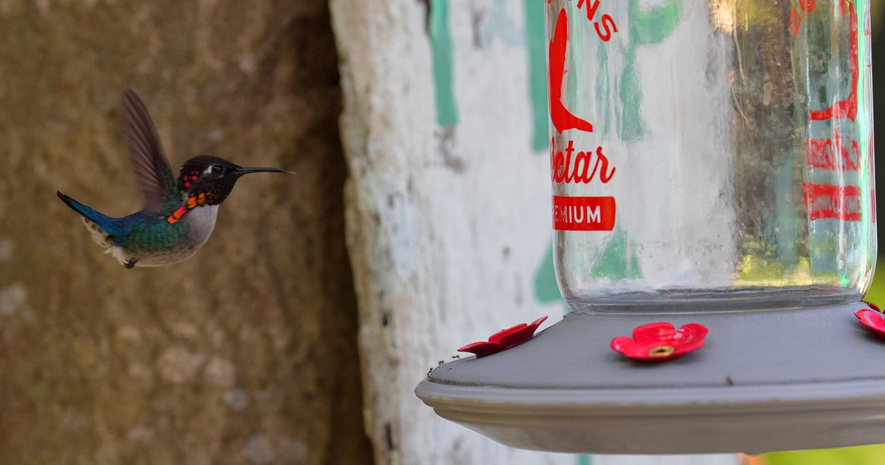 Image - cuba hummingbird feeder flying